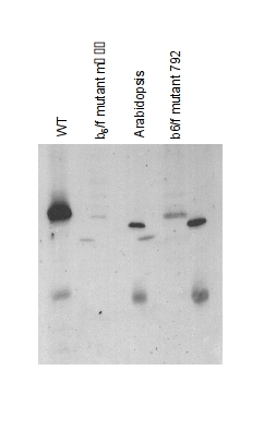 Western blot detection using anti-cytochrome f antibodies
