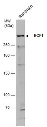 HCF1 antibody [N1], N-term
