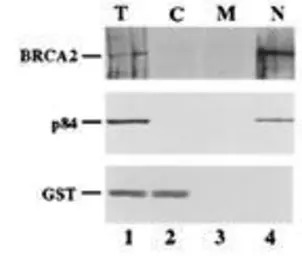 Nuclear Matrix Protein p84 ant