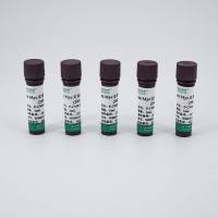 青霉素-链霉素-两性霉素B溶液 (100×)