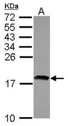 RAX2 antibody