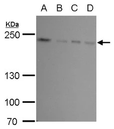 FIP200 antibody