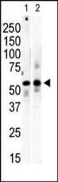 PI4K2B antibody