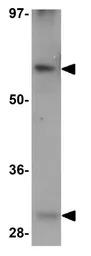ADAMTSL5 antibody