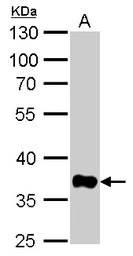 GAPDH antibody [GT239]