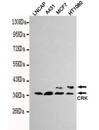 CRK antibody [3H7-E5-H8]