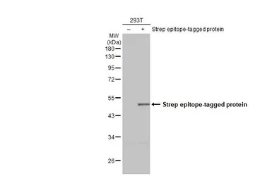 Strep epitope Tag antibody [GT