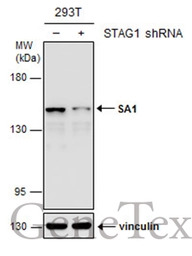 SA1 antibody