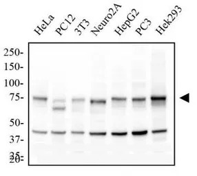 IKK alpha antibody [14A231]