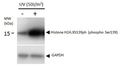 Histone H2A.XS139ph (phospho S