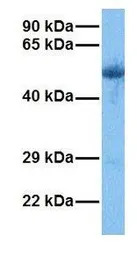PAOX antibody, C-term