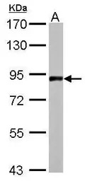 APLP2 antibody [N1N2], N-term