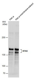 RTN3 antibody