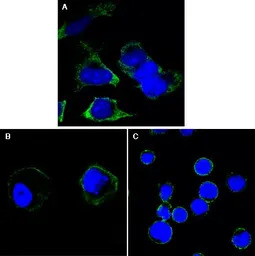 RTN3 antibody [1E11]