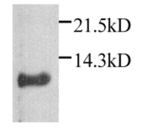 CXCL1 / GRO alpha antibody