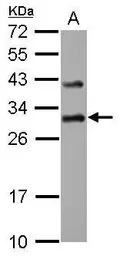 DENR antibody