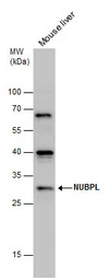 Nucleotide binding protein lik