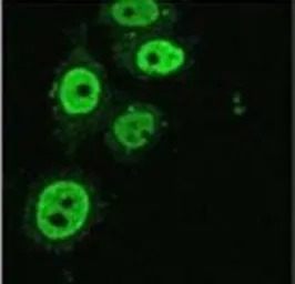 KAP1 antibody [20C1]