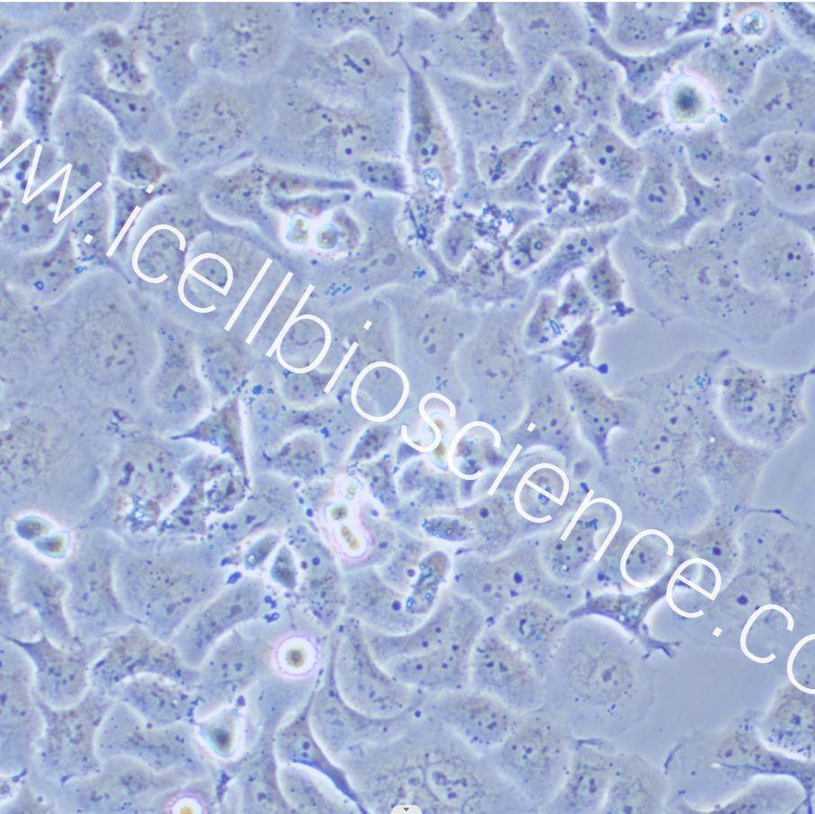 NCI-H522 人非小细胞肺癌腺癌细胞/STR鉴定/镜像绮点（Cellverse）