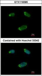 G protein alpha 16 antibody