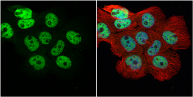 hnRNP H antibody [N1C1]