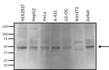 VRK1 antibody [1F6]