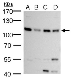MCM6 antibody