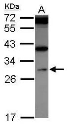 WDR61 antibody