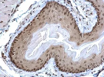 POLR2C antibody [N1C3-2]