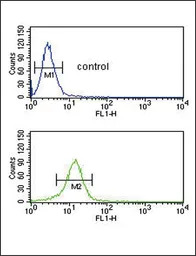 COL5A2 antibody, N-term