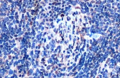 SHP1 antibody
