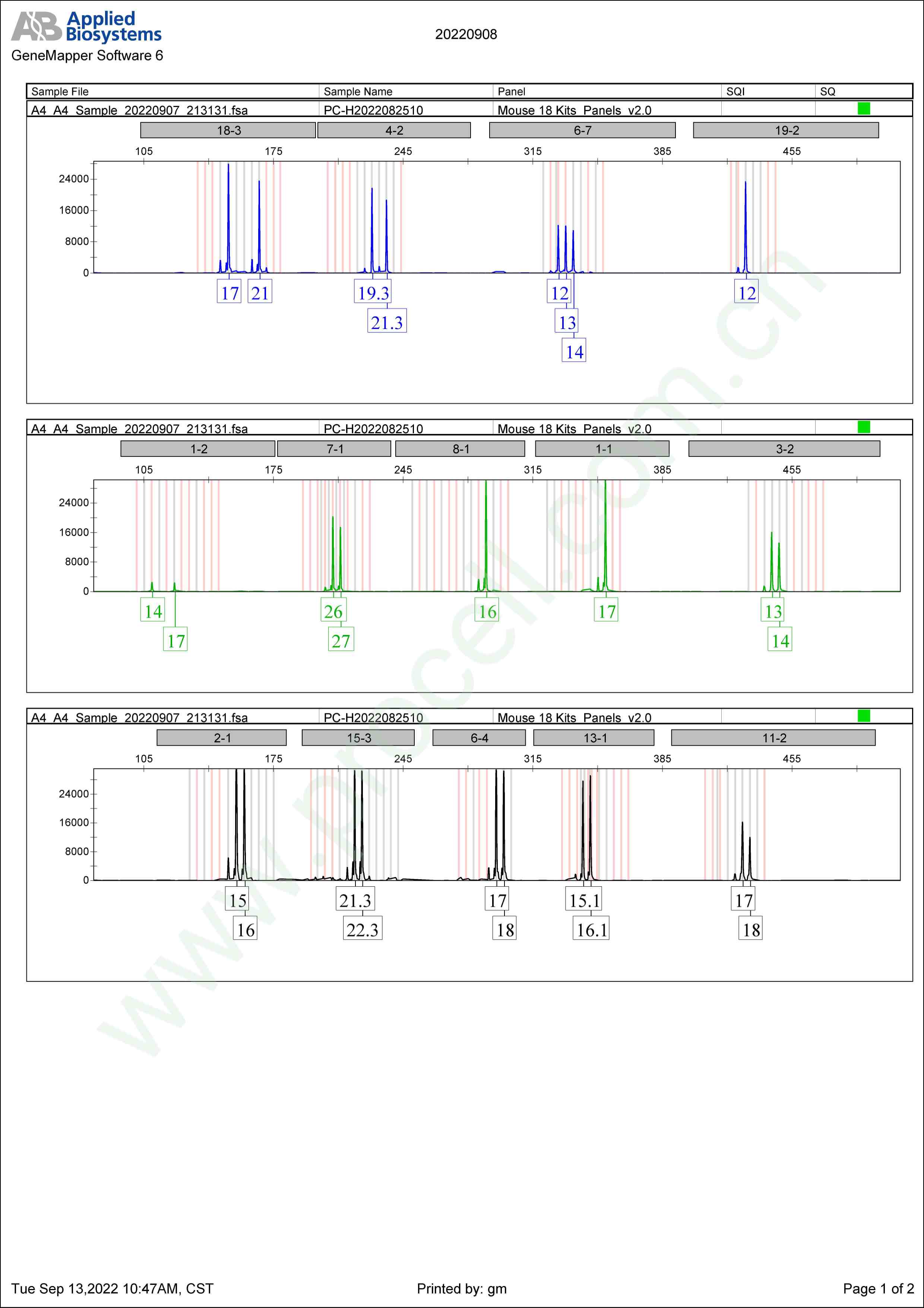 P815(小鼠肥大细胞瘤细胞)