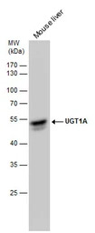 UGT1A antibody [C1C3]