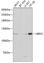 UBE3C antibody
