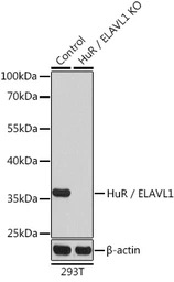 ELAVL1 / HuR antibody