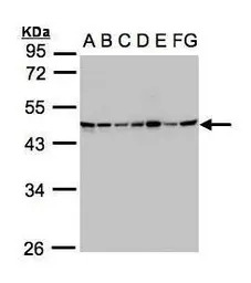 SUCLG2 antibody