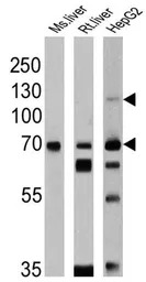 SREBP2 antibody