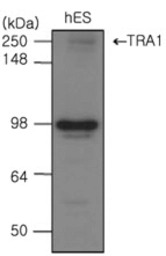 GRP94 antibody [2H3]