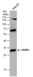 Nucleotide binding protein lik