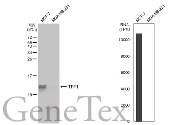 TFF1 antibody