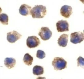 TLR11 antibody