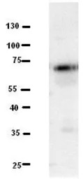 C21ORF13 antibody, N-term