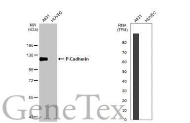 P-Cadherin antibody