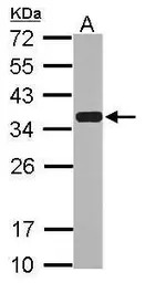 Emerin antibody