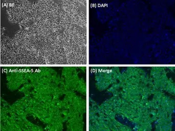 SSEA-5 antibody [8e11]