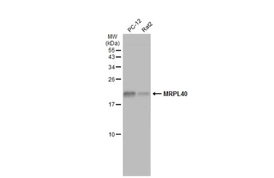 MRPL40 antibody