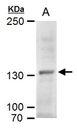 MYT1 antibody