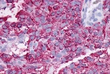 F2RL3 / PAR-4 antibody