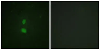SNAI1 (phospho Ser246) antibod