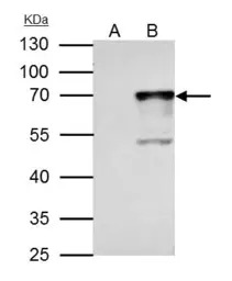 NRF1 antibody